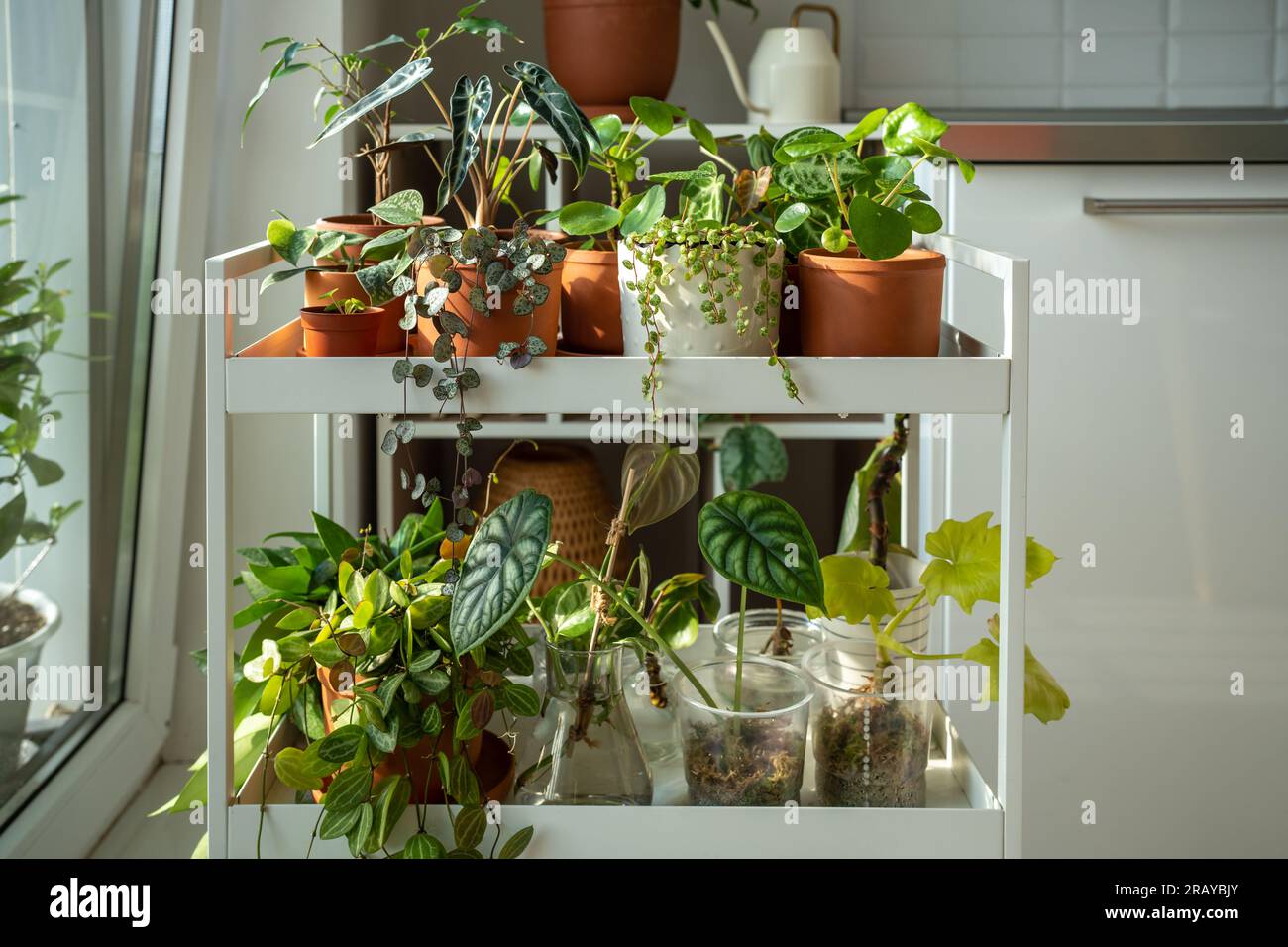 Sprouts plants in terracotta pots on cart at home. Houseplant cuttings
