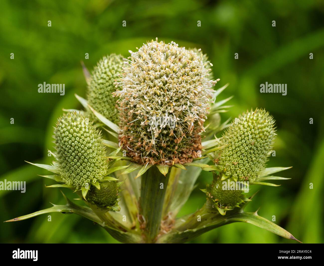 Pale flower heads of the hardy perennial agave leaved sea holly, Eryngium agavifolium Stock Photo