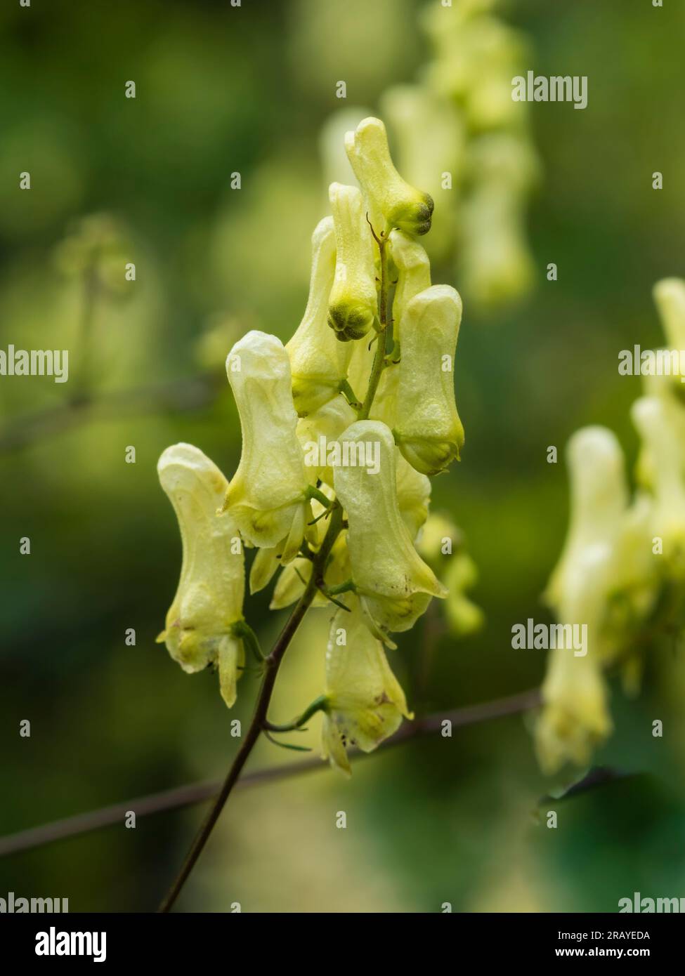 Short summer spike of the yellow flowered hardy perennial monkshood, Aconitum lamarckii Stock Photo