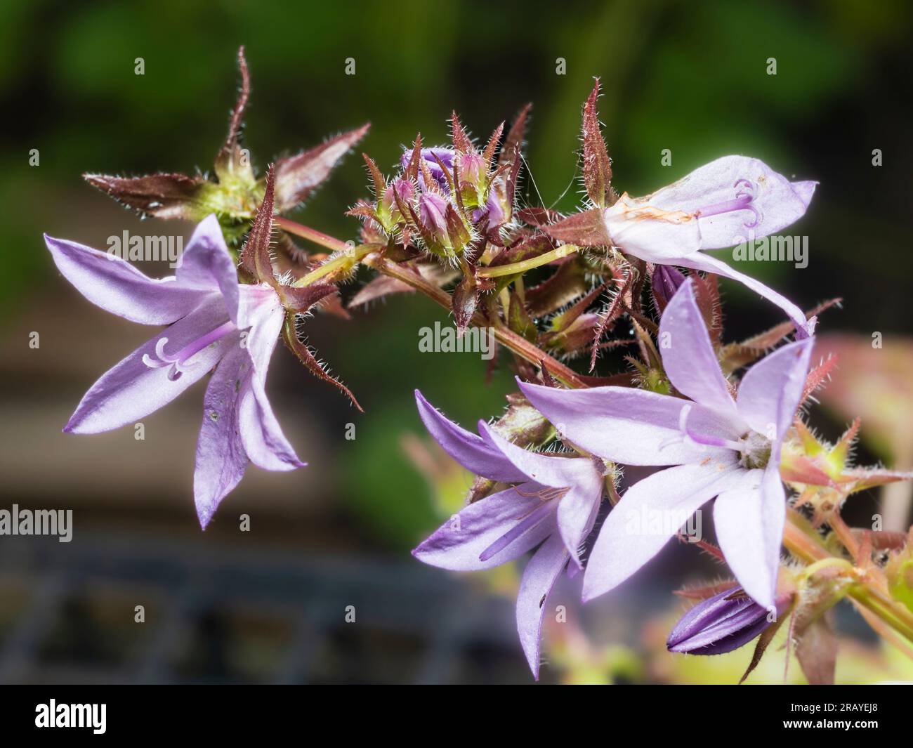 Star like pale lilac flowers of the trailing bellflower, Campanula poscharskyana 'Lisduggan Variety' Stock Photo