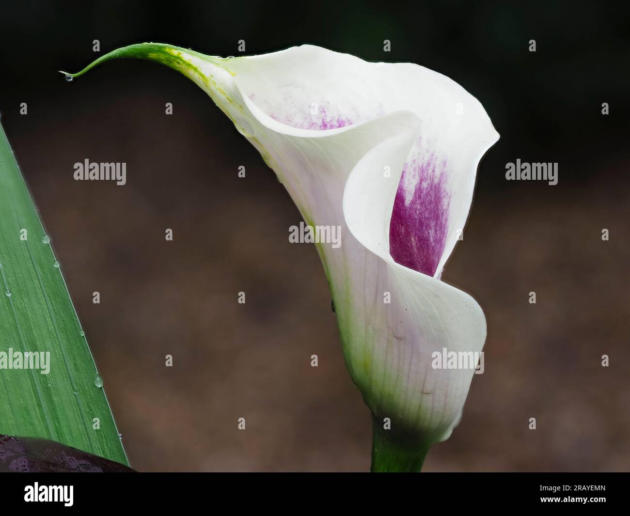 White spathe with purple interior of the half hardy, summer flowering ...