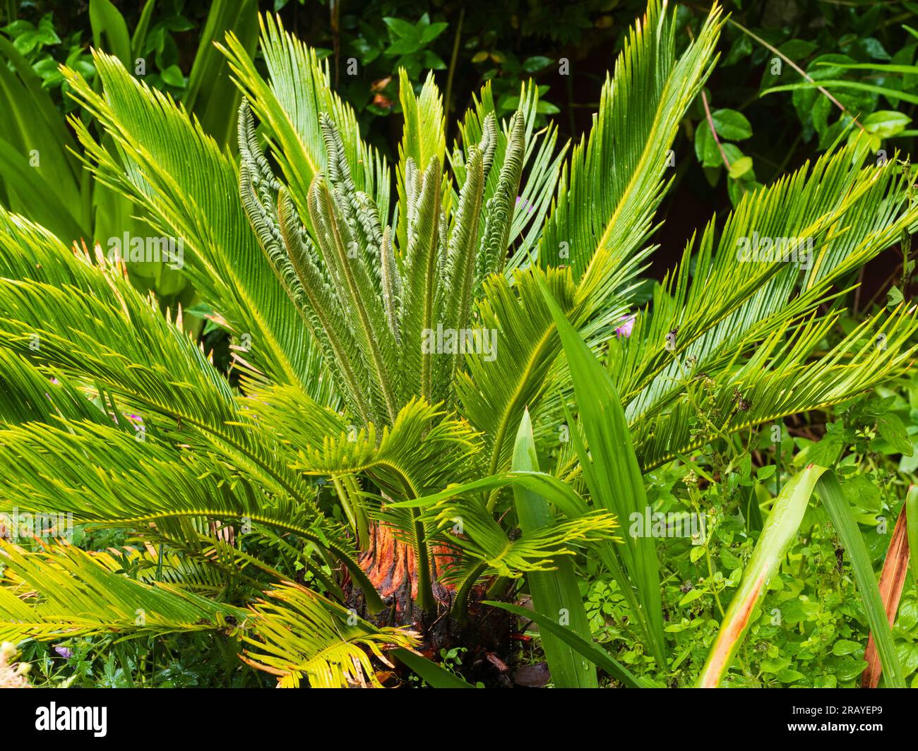 Tender houseplant, Cycas revoluta, rain dappled while flushing new fronds during a UK summer outside Stock Photo