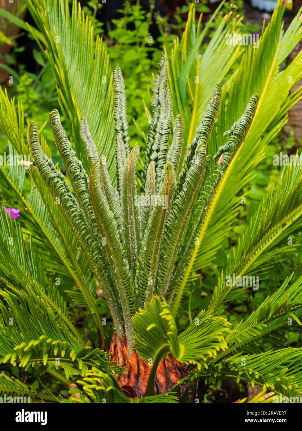 Tender houseplant, Cycas revoluta, rain dappled while flushing new fronds during a UK summer outside Stock Photo