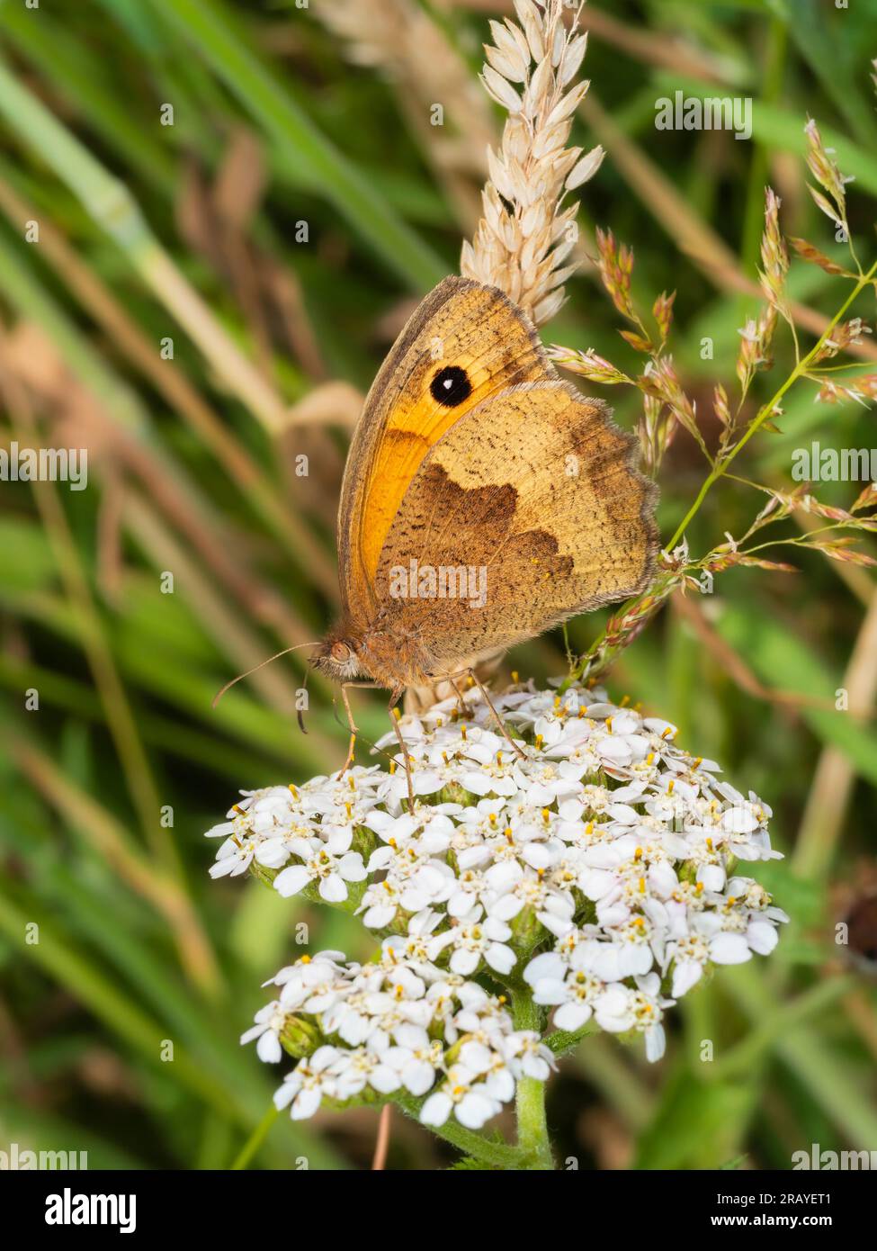 Female Maniola jurtina, UK meadow brown butterfly, feeding on yarrow, Achillea millefolium in rough grassland Stock Photo