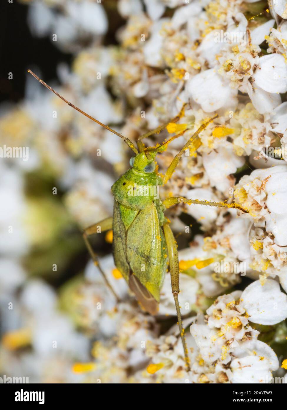 Green adult of the sap sucking mirid Potato capsid bug, Closterotomus norwegicus Stock Photo