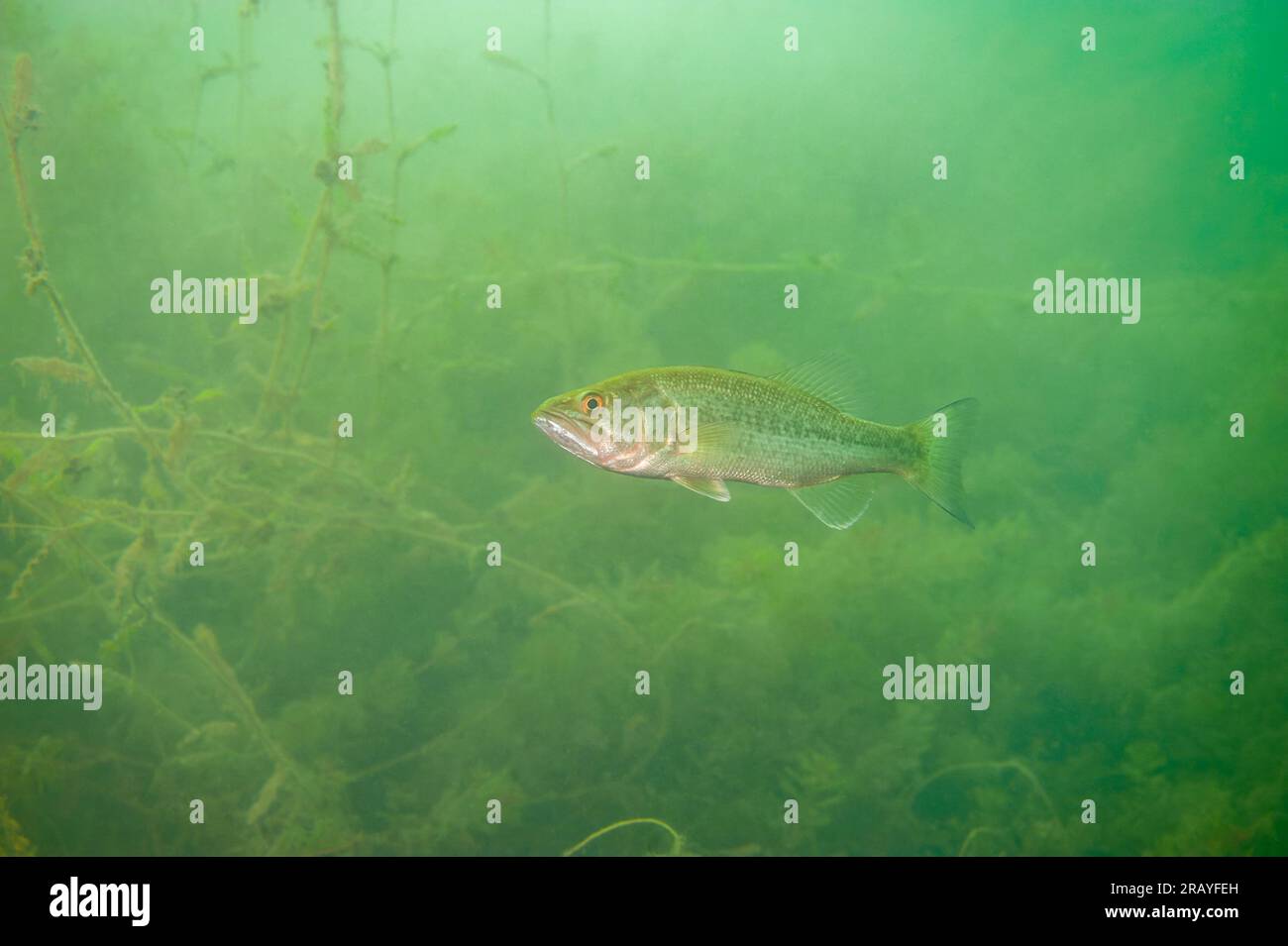Largemouth bass swimming in a Michigan inland lake Stock Photo Alamy