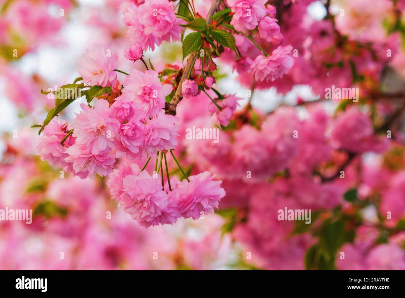 cherry blossom on the branch. sunny weather in spring Stock Photo