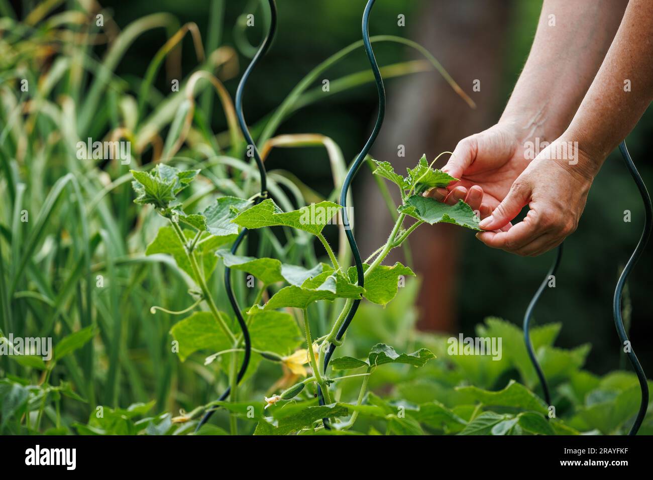 Organic gardening. Woman checks growth of cucumber plant in vegetable garden Stock Photo