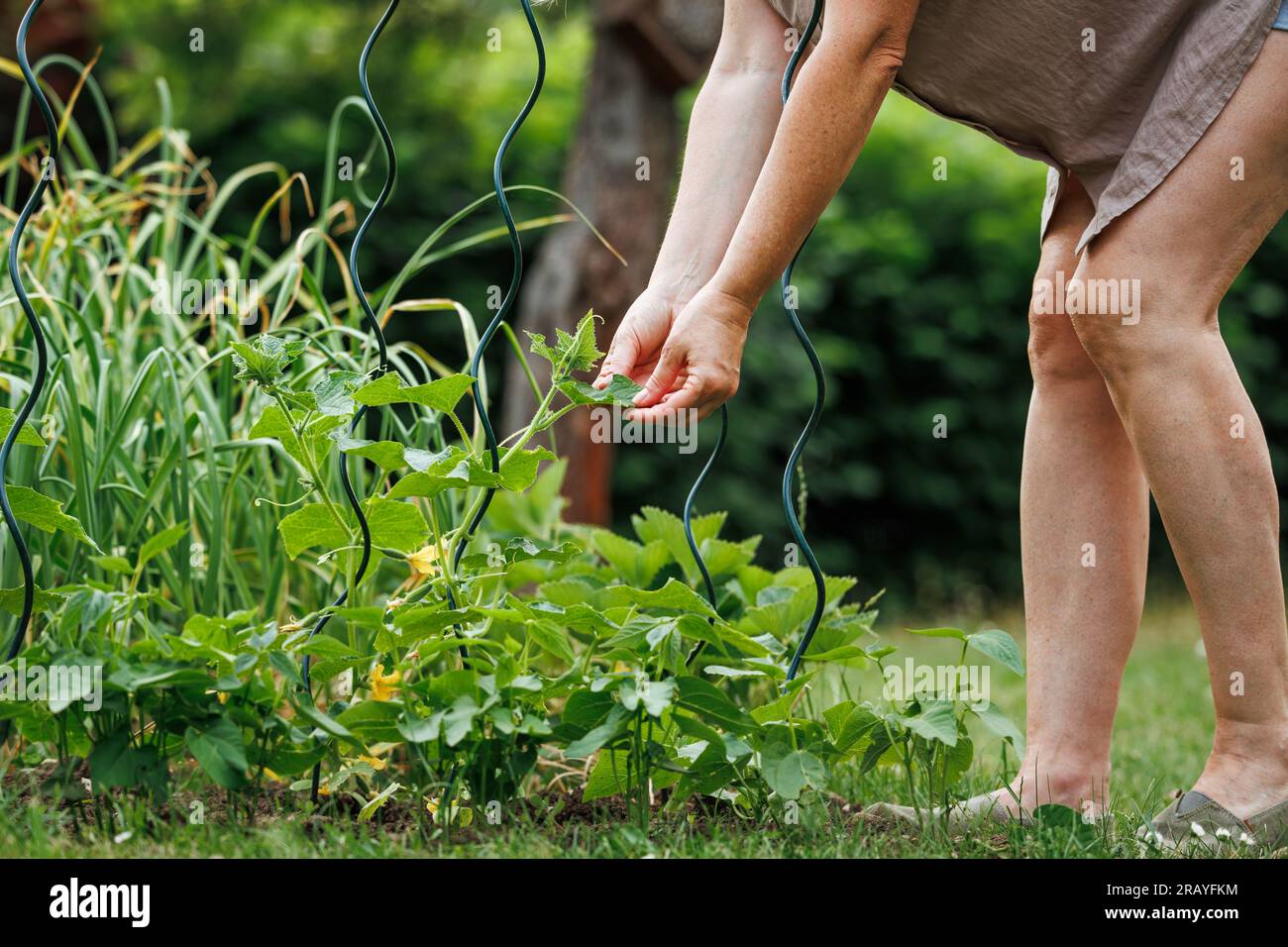 Woman checks growth of cucumber plant in vegetable garden. Organic gardening Stock Photo