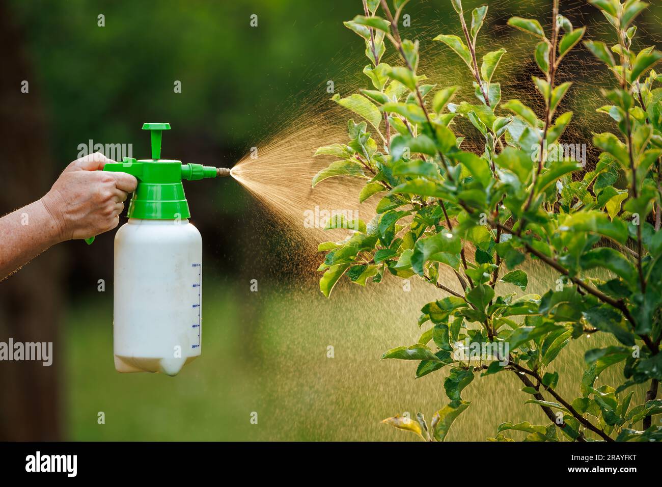 Spraying tree with insecticide against pests and diseases in the garden using spray bottle Stock Photo