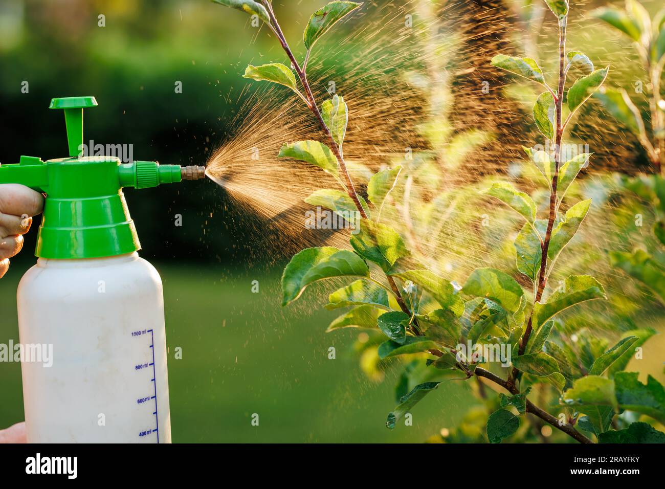 Spraying tree with insecticide against pests and diseases in the garden using crop sprayer Stock Photo