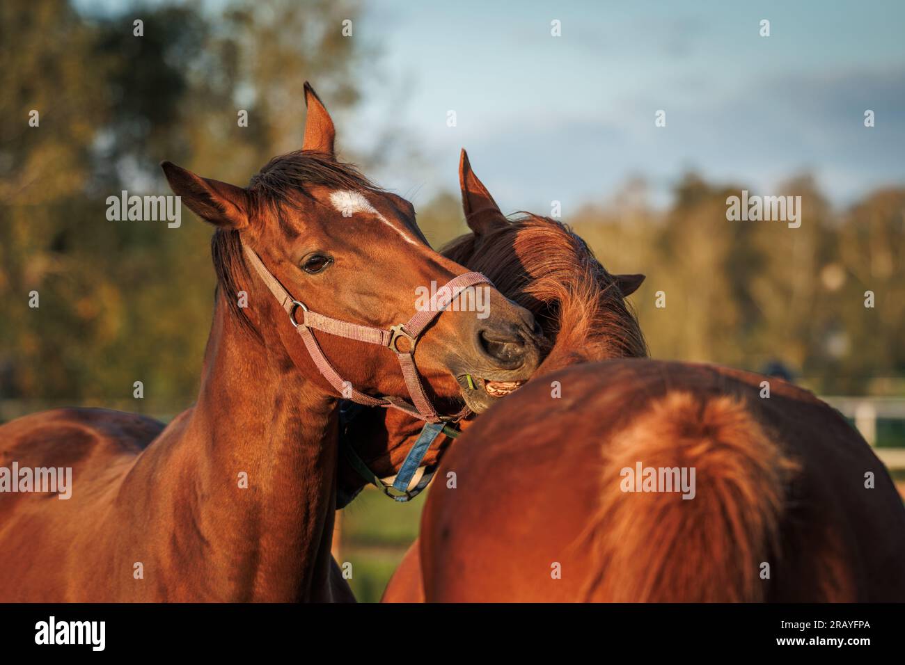 Two horses biting,scratching and grooming each other on pasture. Animal