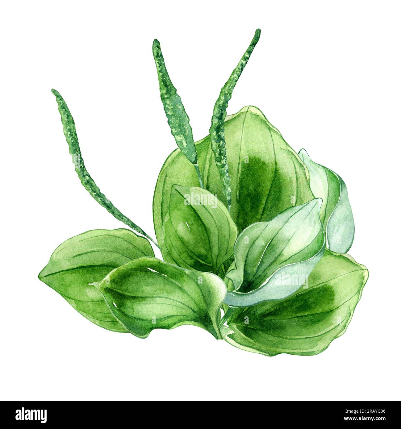 Plantago broadleaf medicinal plant watercolor illustration isolated on white background. Plantain, green leaves, useful herb, psyllium hand drawn. Des Stock Photo