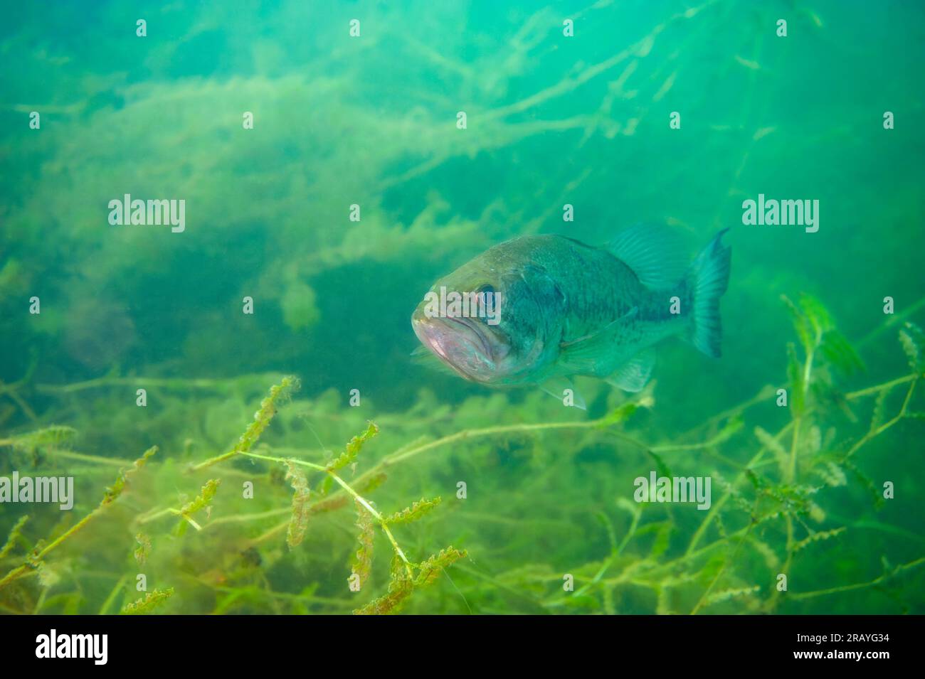 Largemouth bass swimming in a Michigan inland lake Stock Photo Alamy