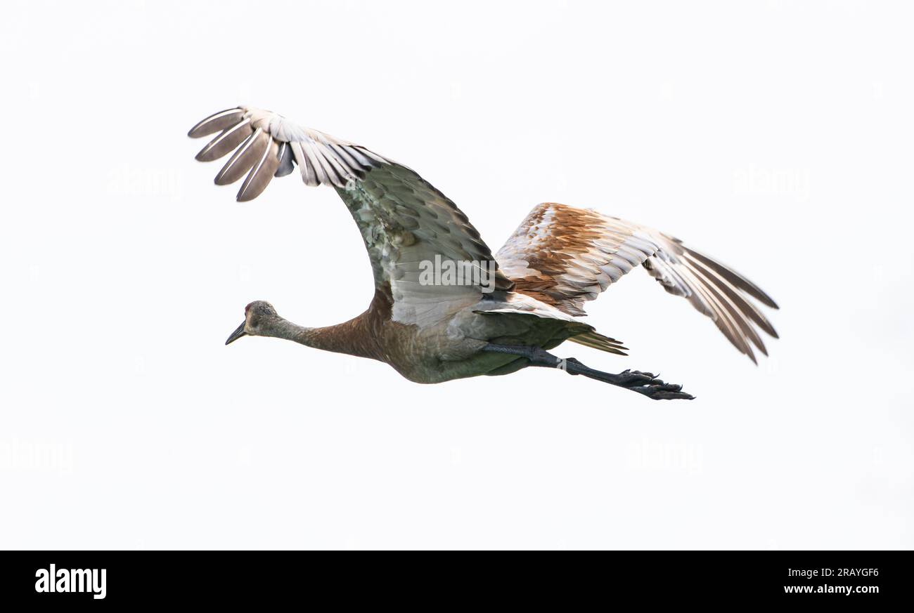 A sandhill crane flying over Crex Meadows in Wisconsin. Stock Photo