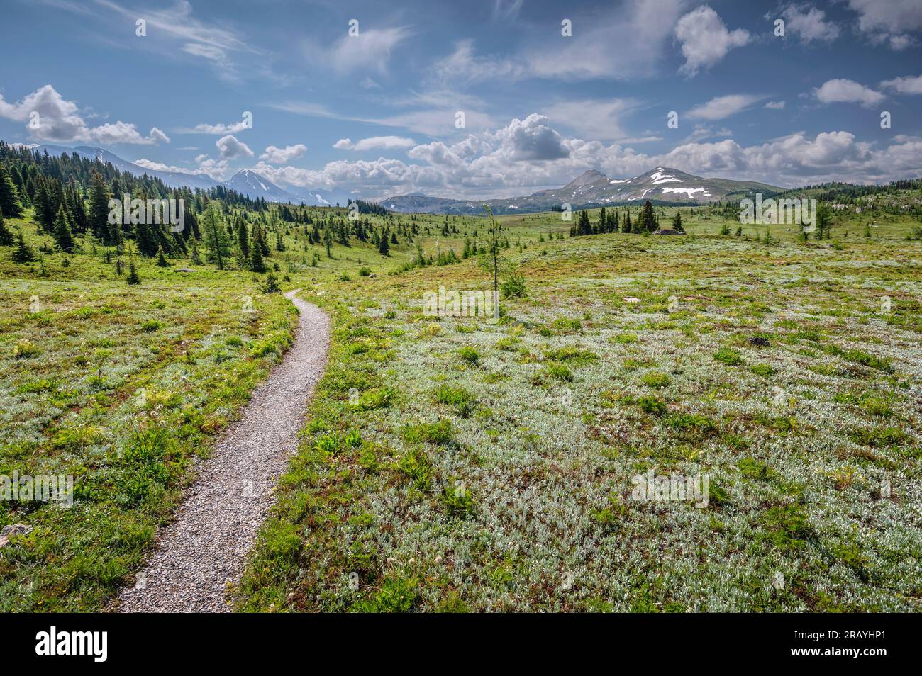 Path across Sunshine Meadows in Mount Assiniboine Provincial Park, British Columbia, Canada Stock Photo