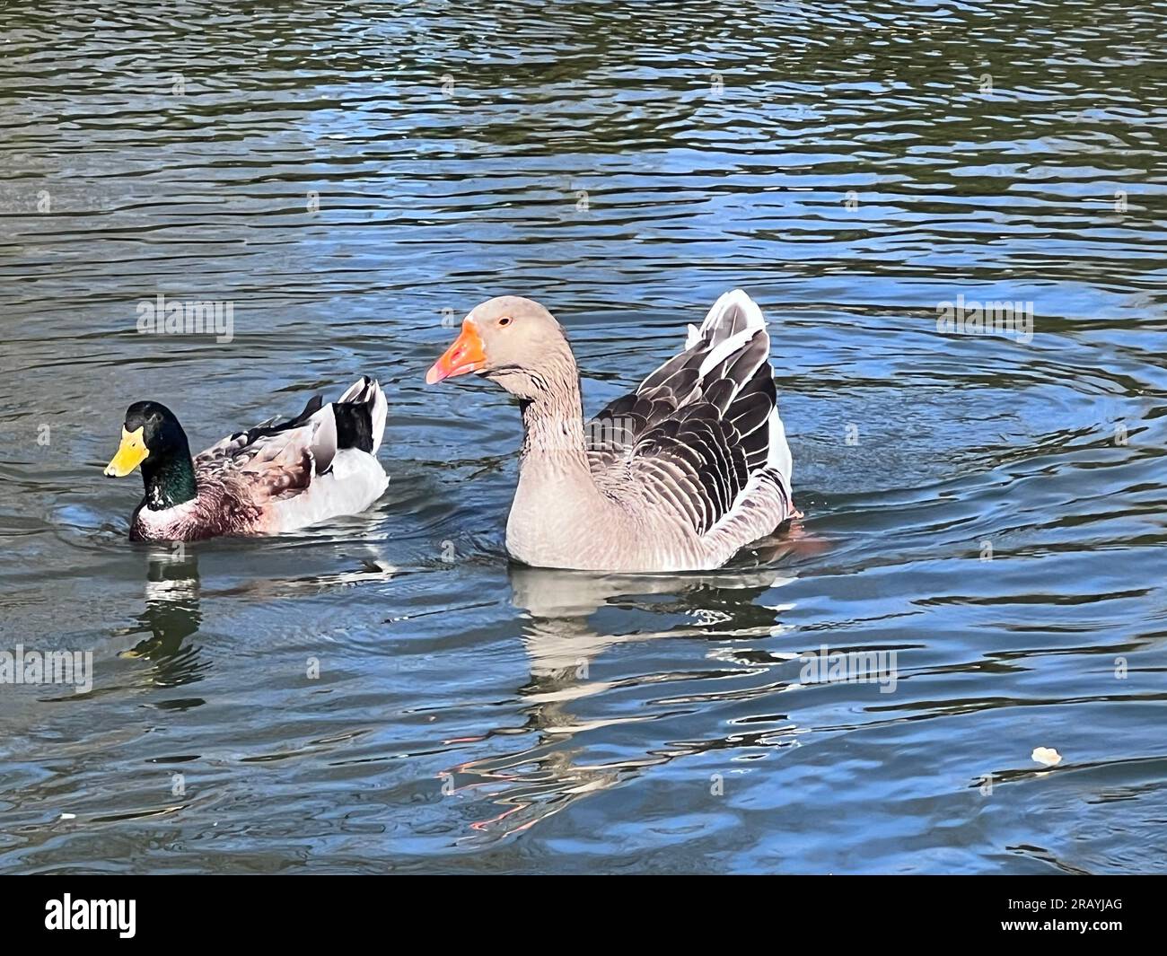 Grey geese swim on river water on a sunny day. Stock Photo