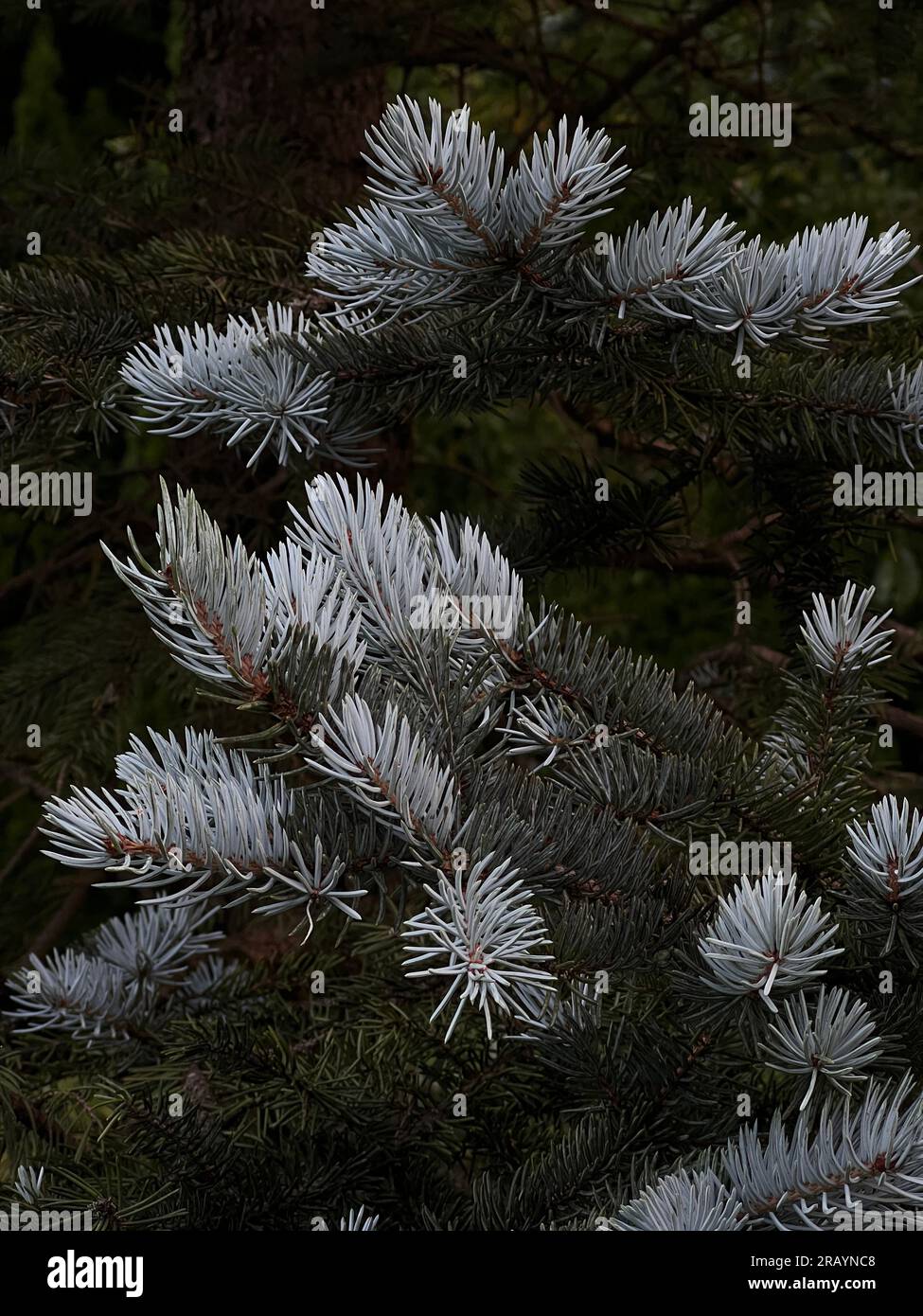 Fir tree brunch close up. Shallow focus. Fluffy fir tree brunch close up. Christmas wallpaper concept. Stock Photo