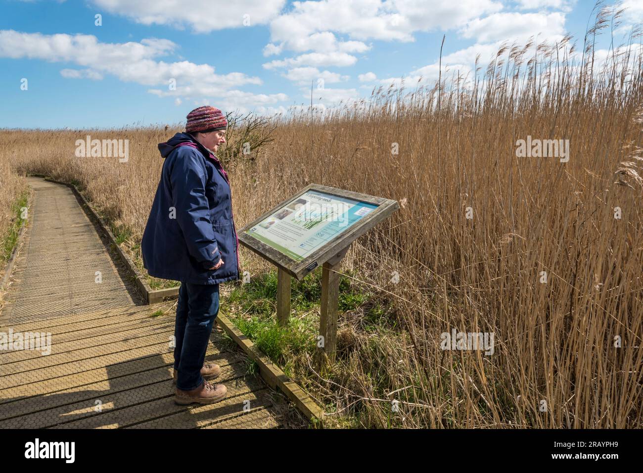 Visitor reading interpretive information board next to footpath at Cley Marshes nature reserve of Norfolk Wildlife Trust, on the North Norfolk coast. Stock Photo