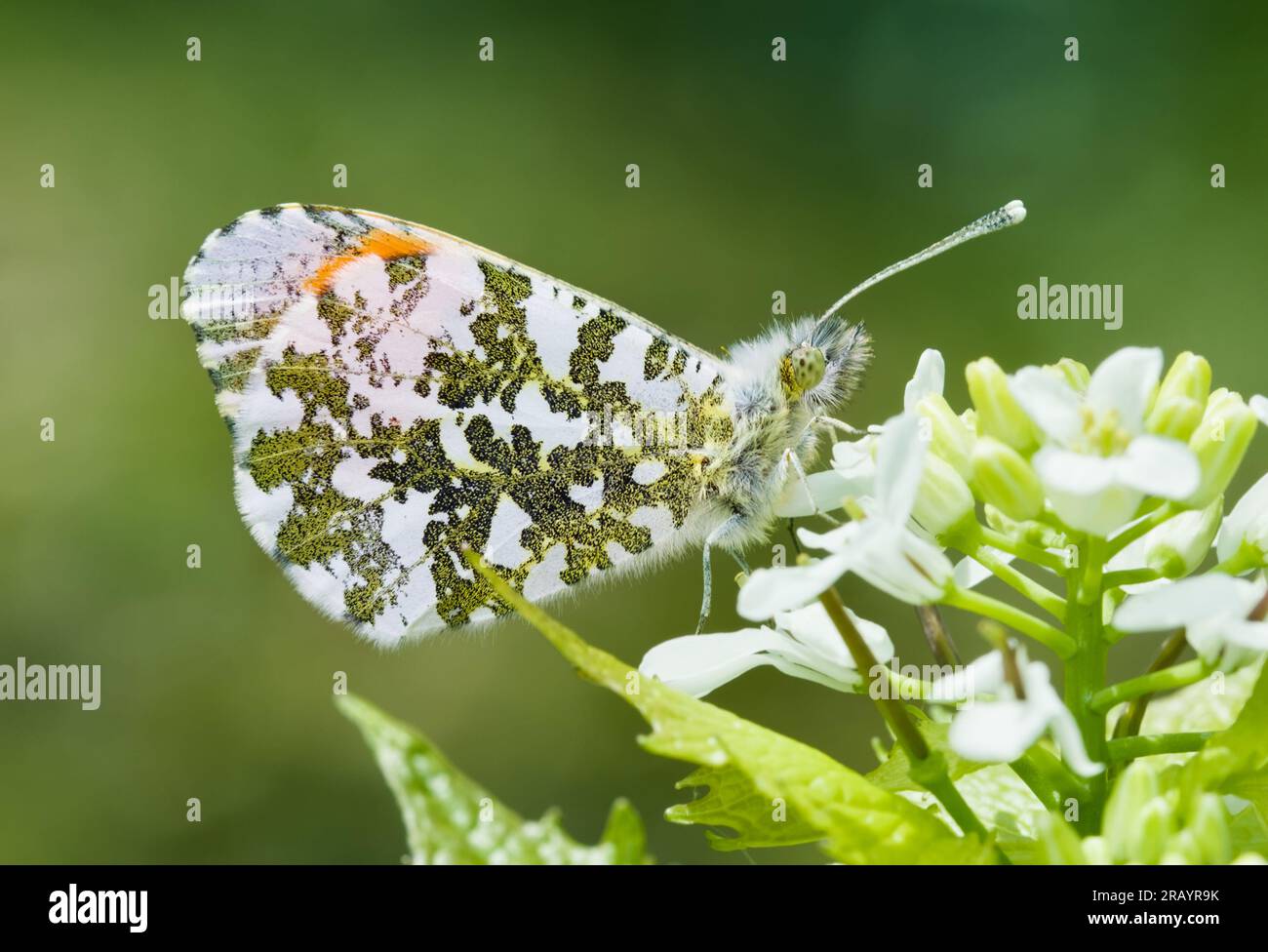 orange-tip-anthocharis-cardamines-butterfly-at-rest-on-a-flower-with