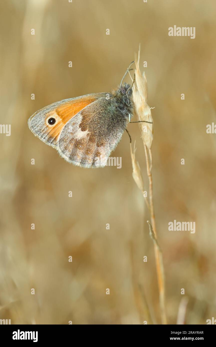 Small Heath, coenonympha pamphilus, Butterfly Resting On A Grass Head. New Forest UK Stock Photo