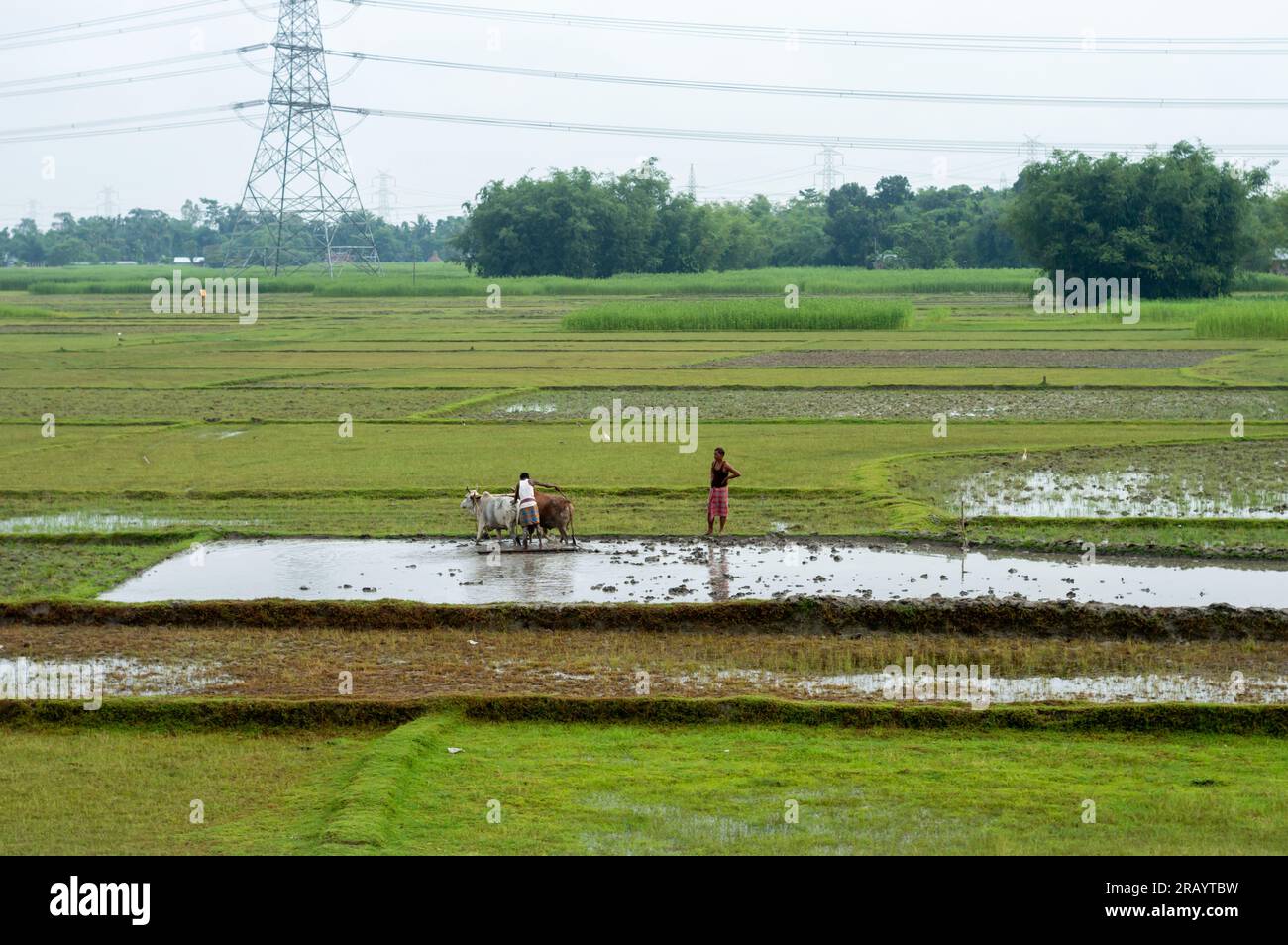 Farmer Plowing The Field At A Distance In Monsoon Assam India South 