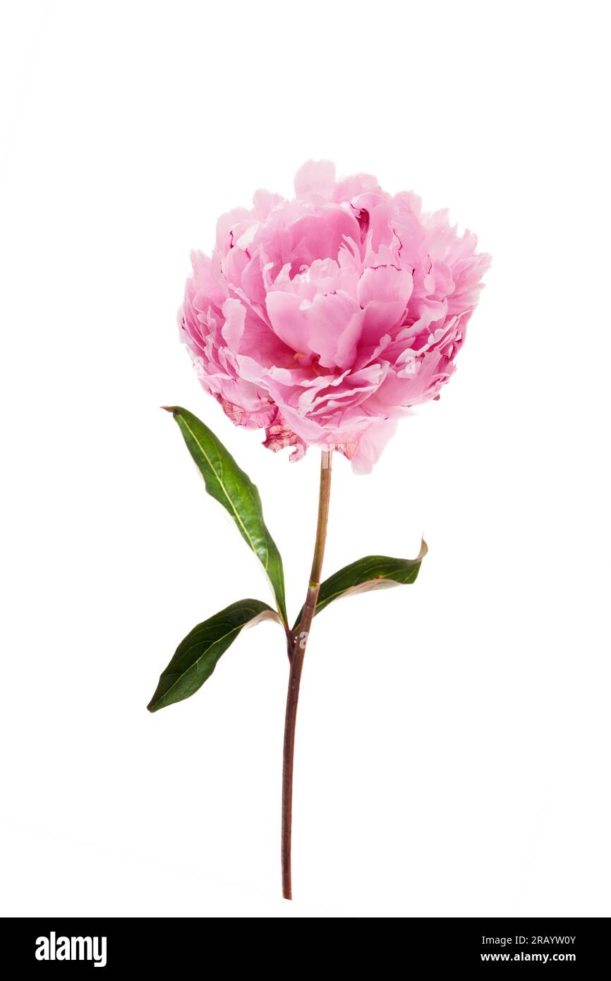 Pink peony flower isolated on white background Stock Photo - Alamy