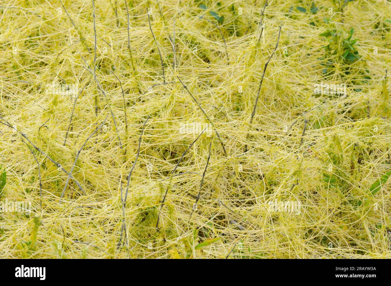 Dodder, Cuscuta sp. Stock Photo