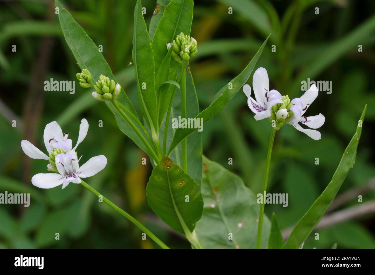 American Water-willow, Justicia americana Stock Photo