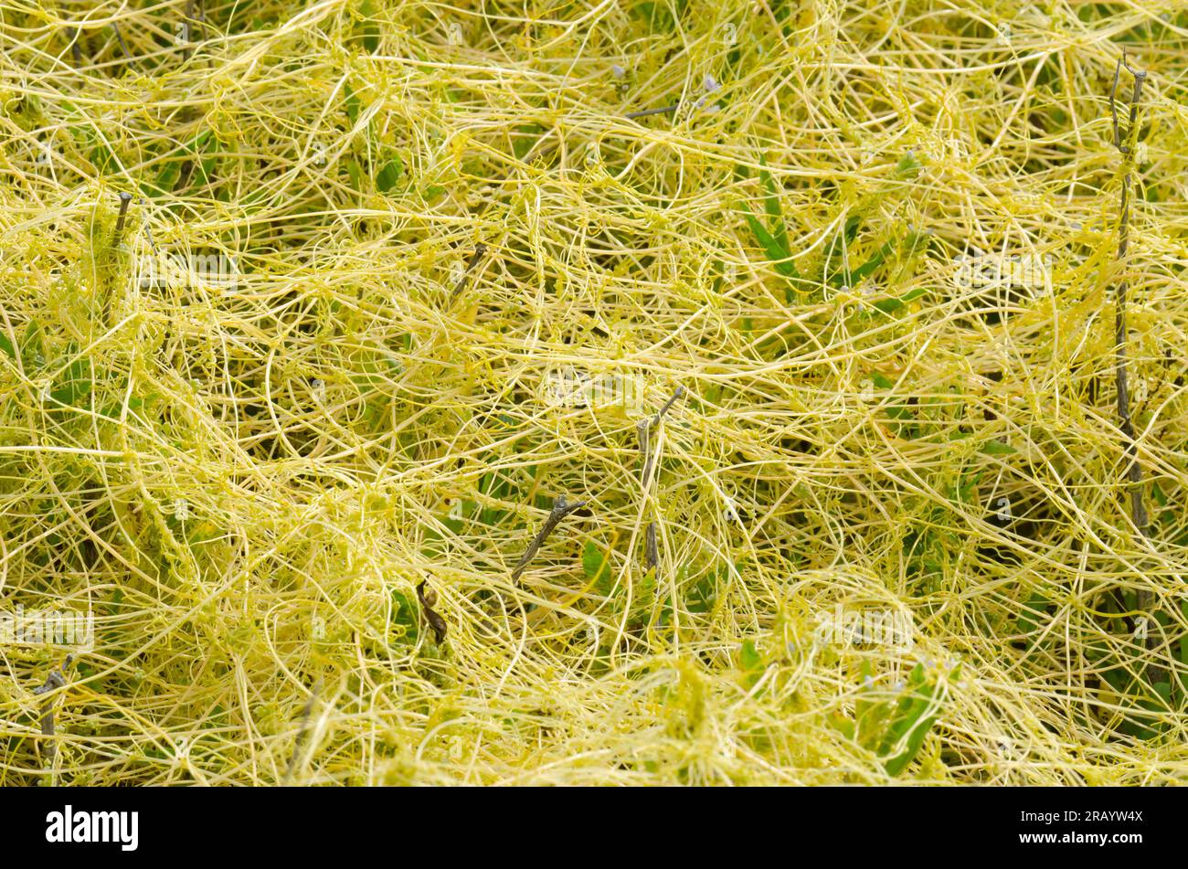 Dodder, Cuscuta sp. Stock Photo