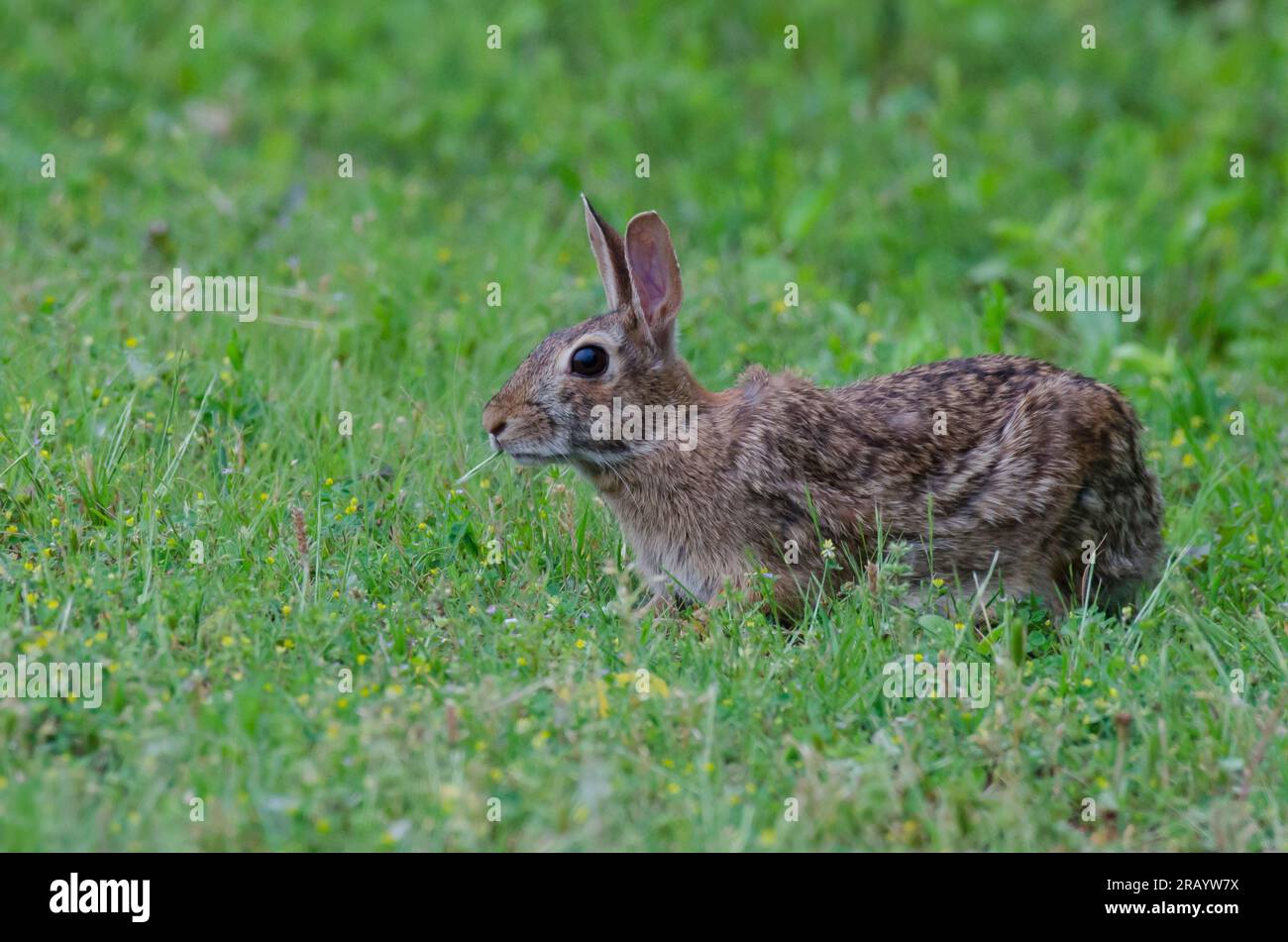 Eastern Cottontail, Sylvilagus floridanus, eating Stock Photo - Alamy