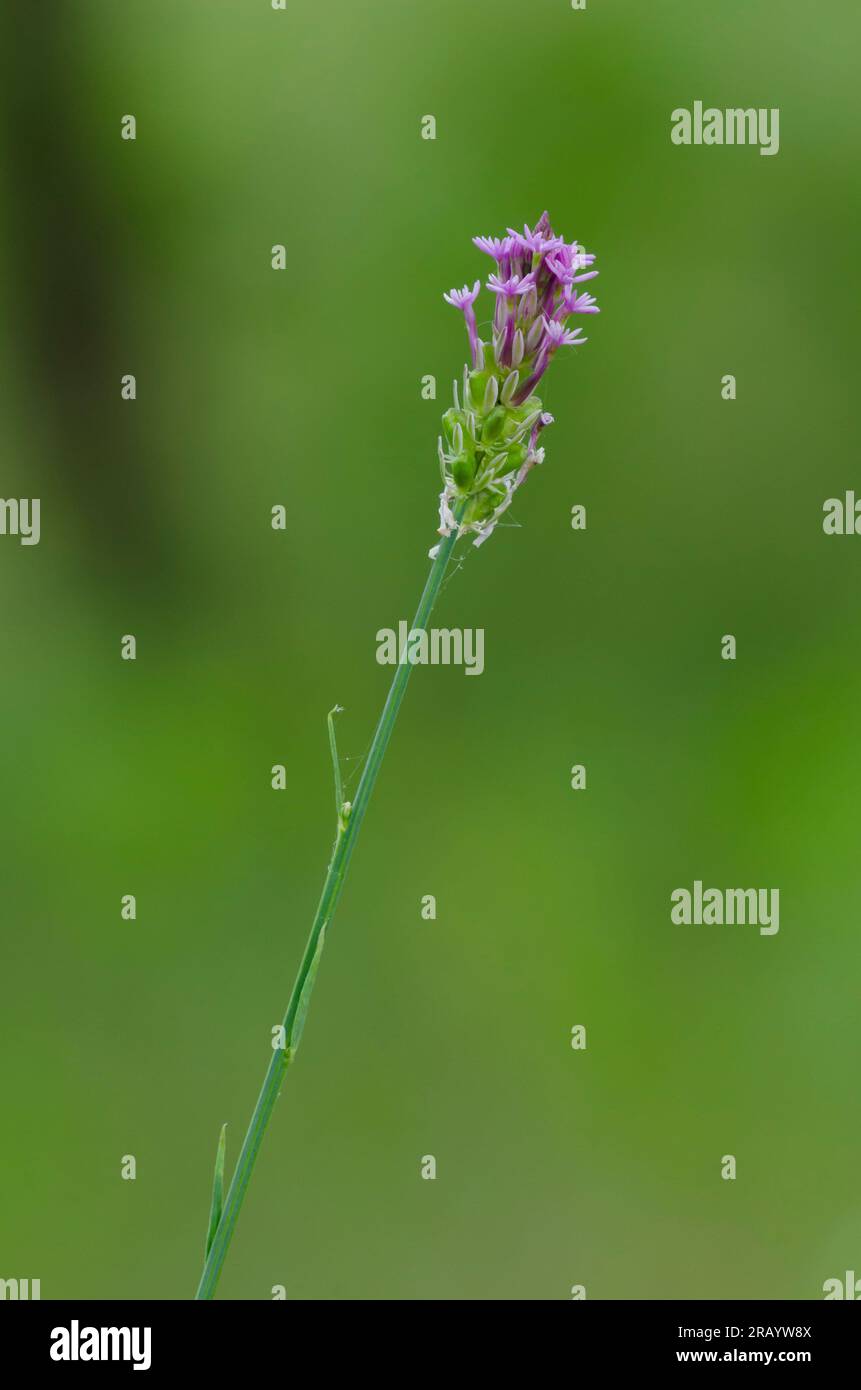 Procession Flower, Polygala incarnata Stock Photo - Alamy
