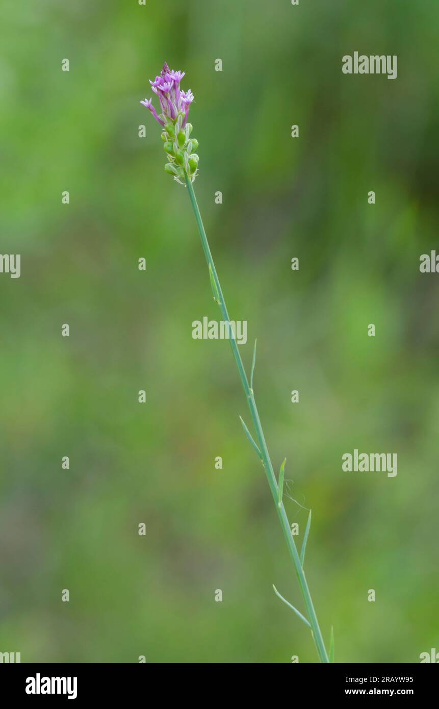 Polygala blooms hi-res stock photography and images - Alamy