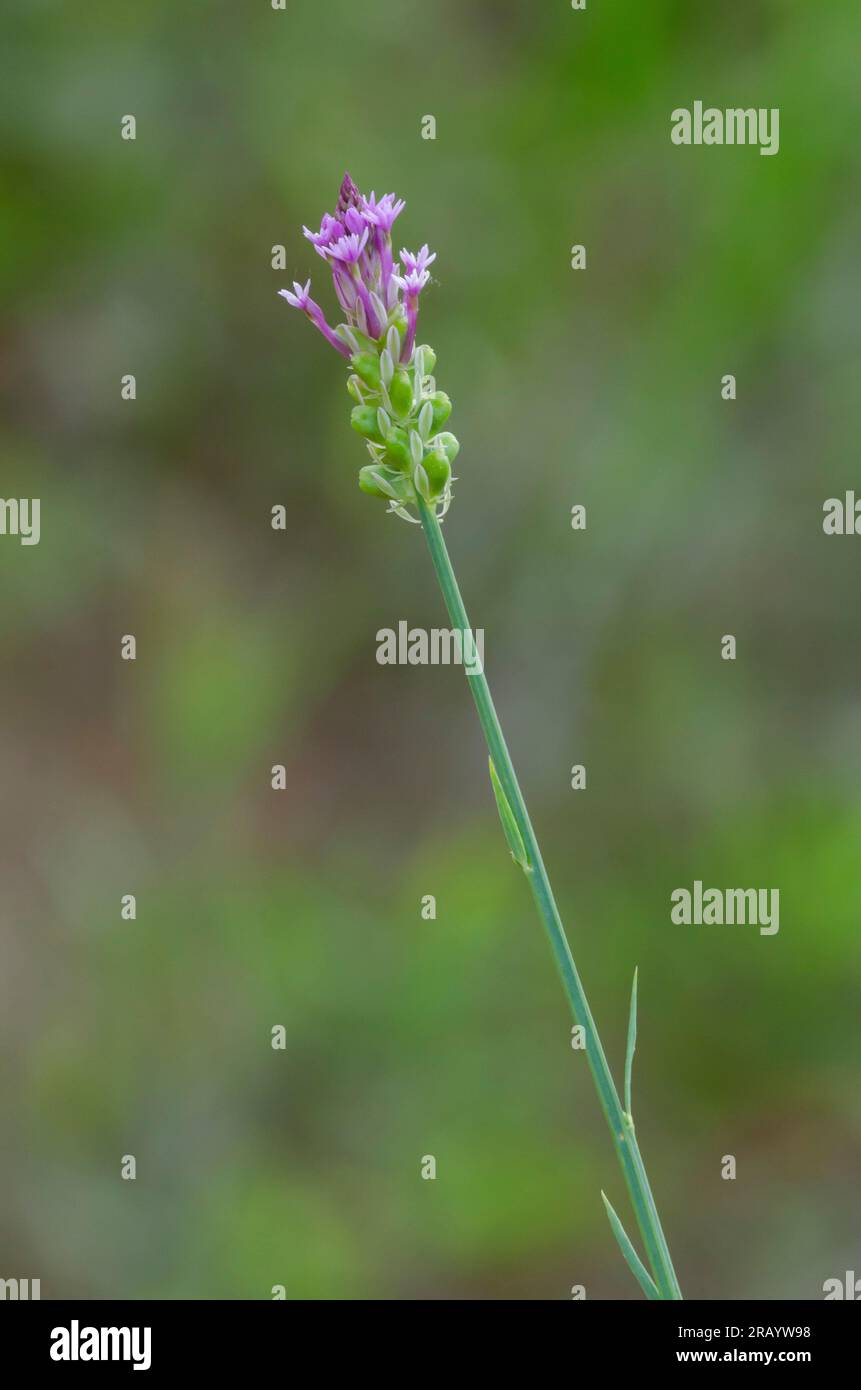 Procession Flower, Polygala incarnata Stock Photo - Alamy