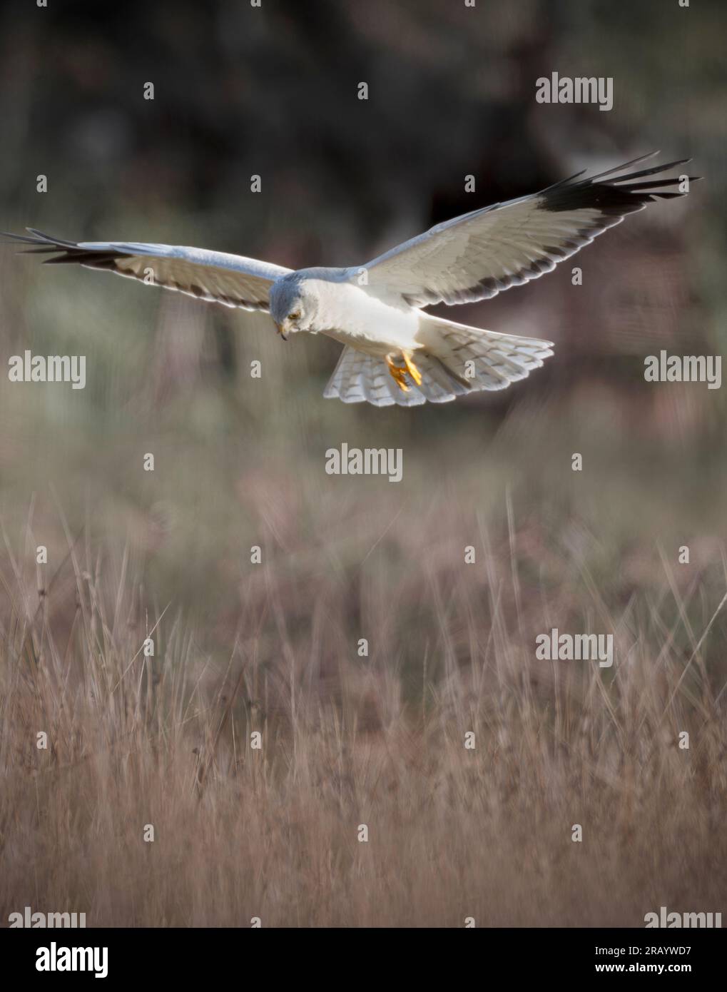 Circus cyaneus, Print, The hen harrier (Circus cyaneus) is a bird of prey.  The genus name Circus is derived from Ancient Greek kirkos, meaning  'circle', referring to a bird of prey named