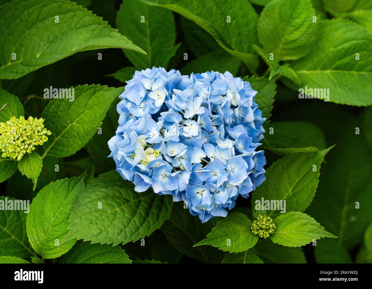 blue hydrangea in the garden, Hydrangea arborescens - Smooth hydrangea Stock Photo