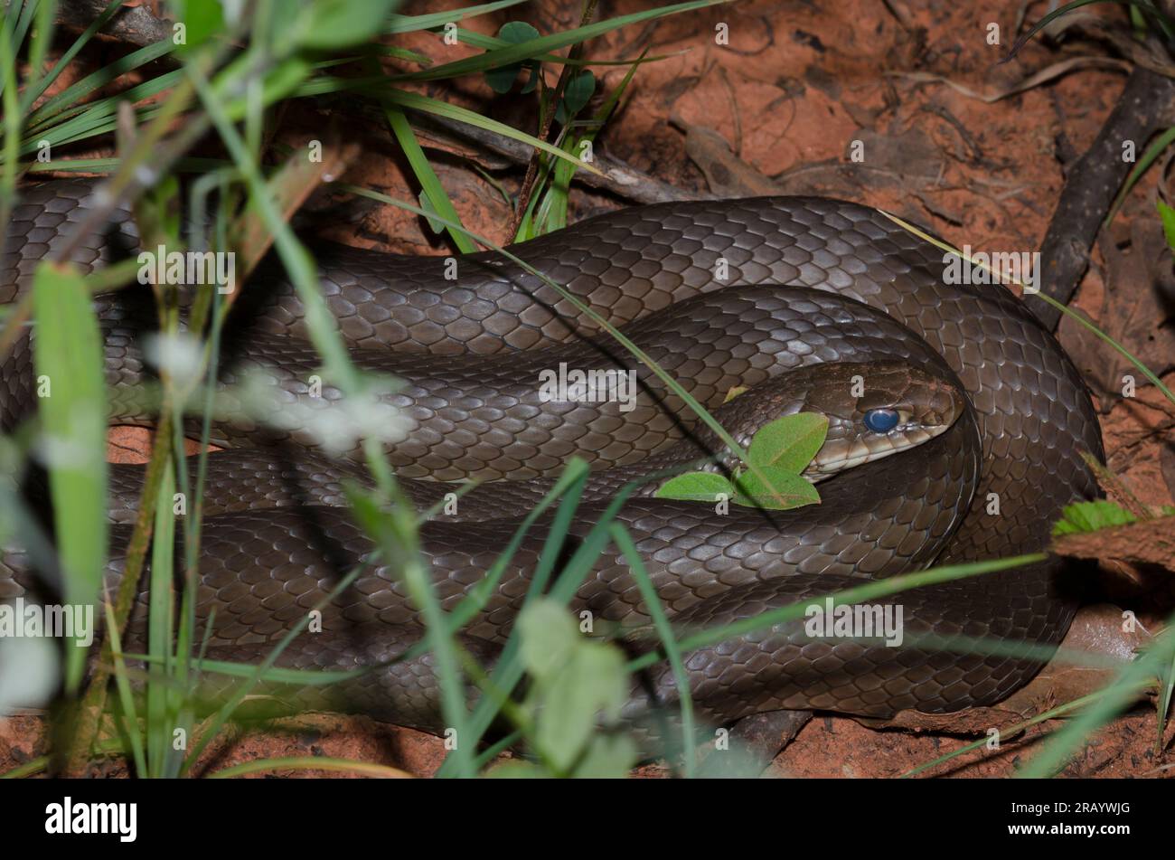 Yellow-bellied Racer, Coluber constrictor Stock Photo