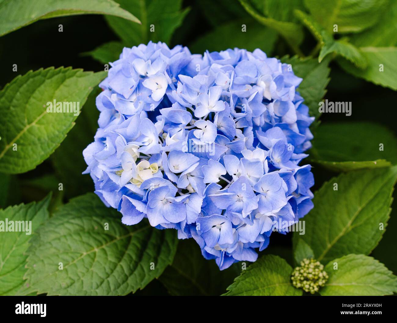 blue hydrangea in the garden, Hydrangea arborescens - Smooth hydrangea Stock Photo