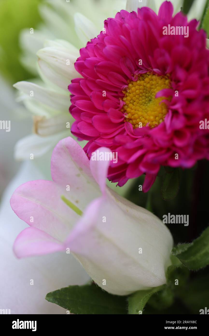 Closeup of a China aster and a Canterbury bell Stock Photo