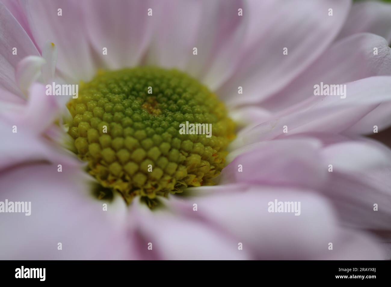 Macro closeup of the center of a China aster flower Stock Photo