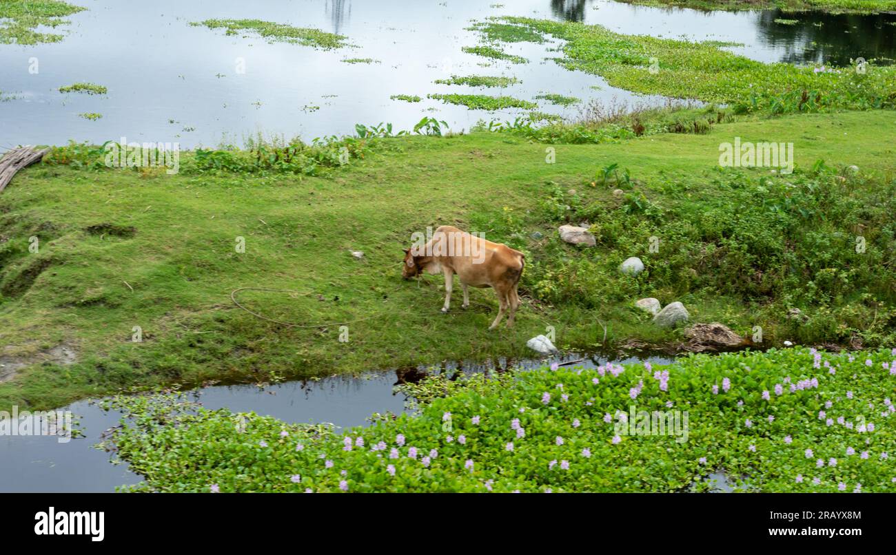 Cow grazing green grass in a rural village Stock Photo - Alamy