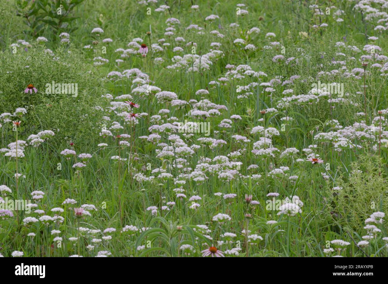 Wildflowers, Meadow Garlic, Allium canadense, Narrow-leaved Purple Coneflower, Echinacea angustifolia Stock Photo