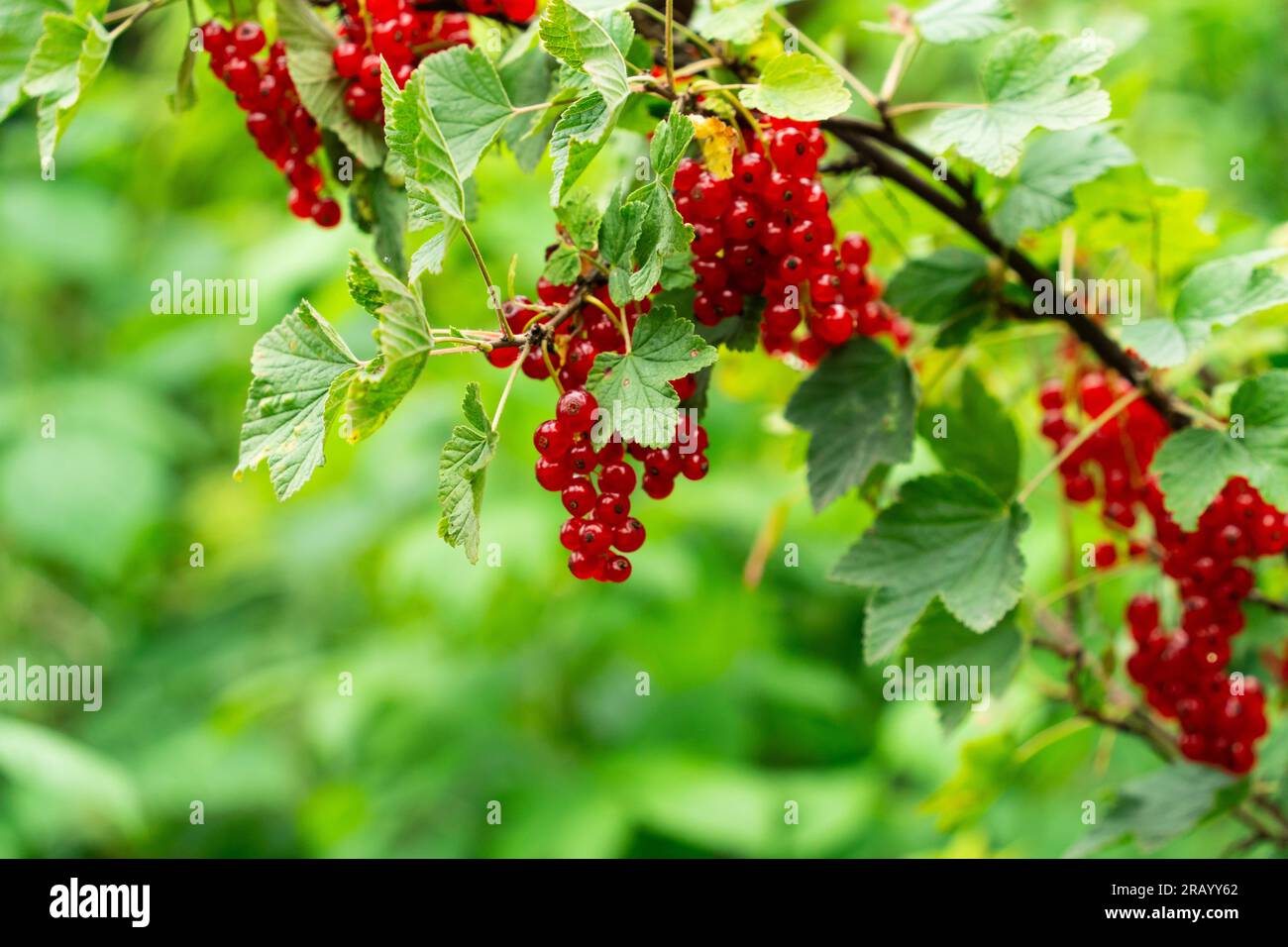 Red currant on the bush, supports digestion, contains high levels of ...