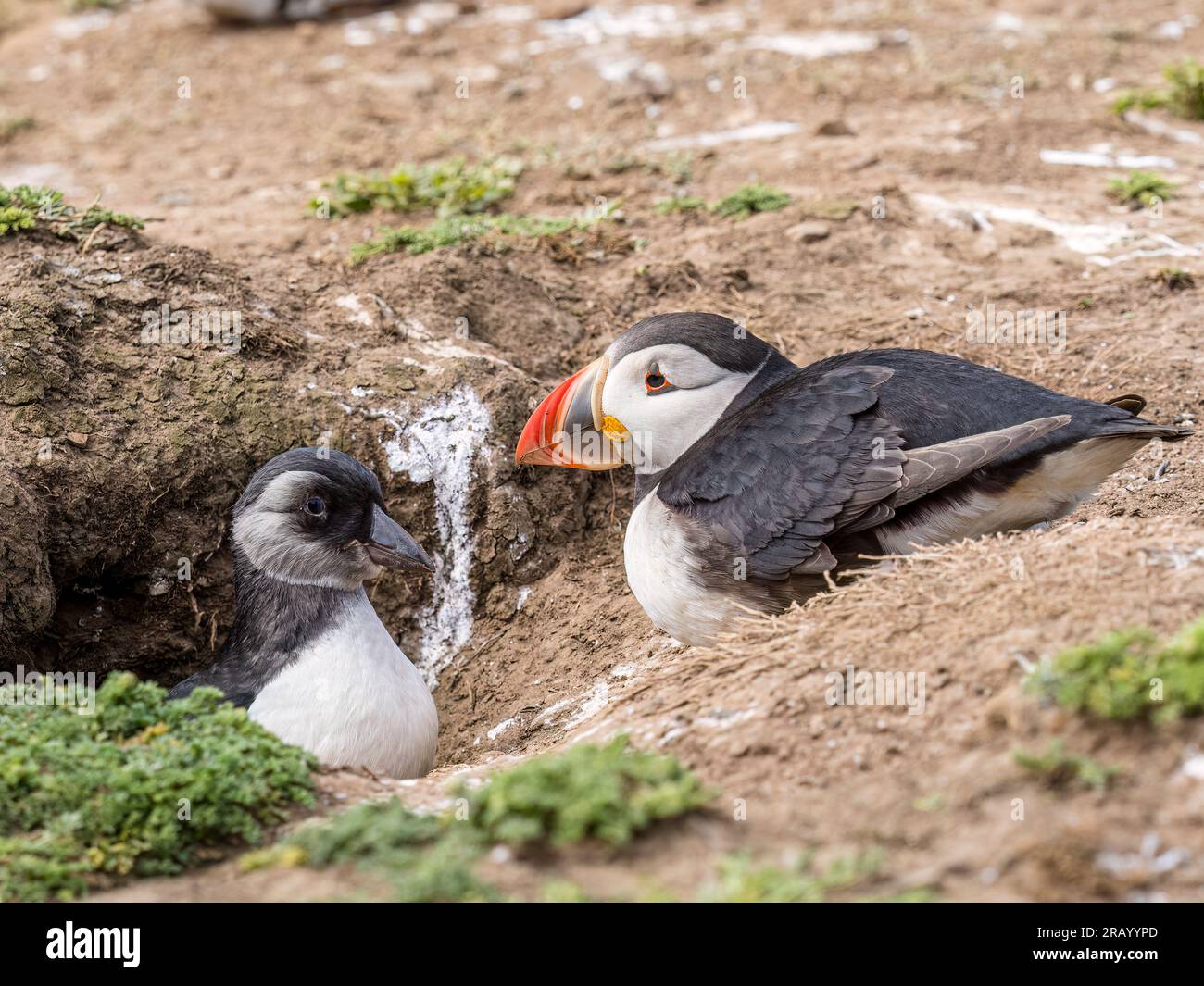 Atlantic puffin fledgling or 'puffling', Skomer Island, west Wales Stock Photo