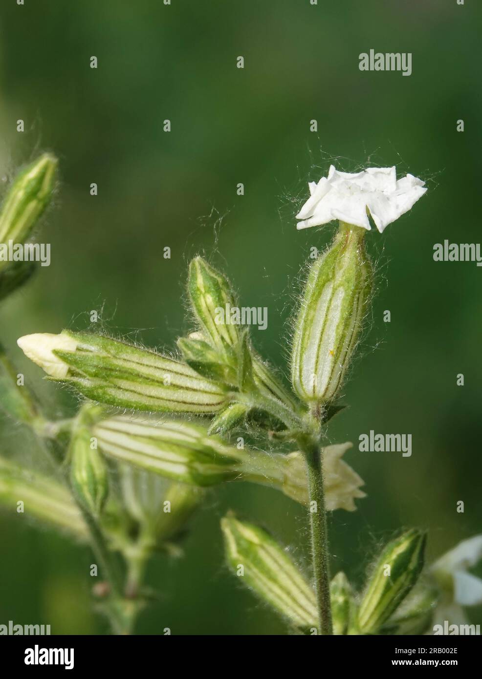 Sandman White flowers of the plant is a herbaceous plant, a herbaceous dioecious plant of the genus Smolevka of the Carnation family Stock Photo
