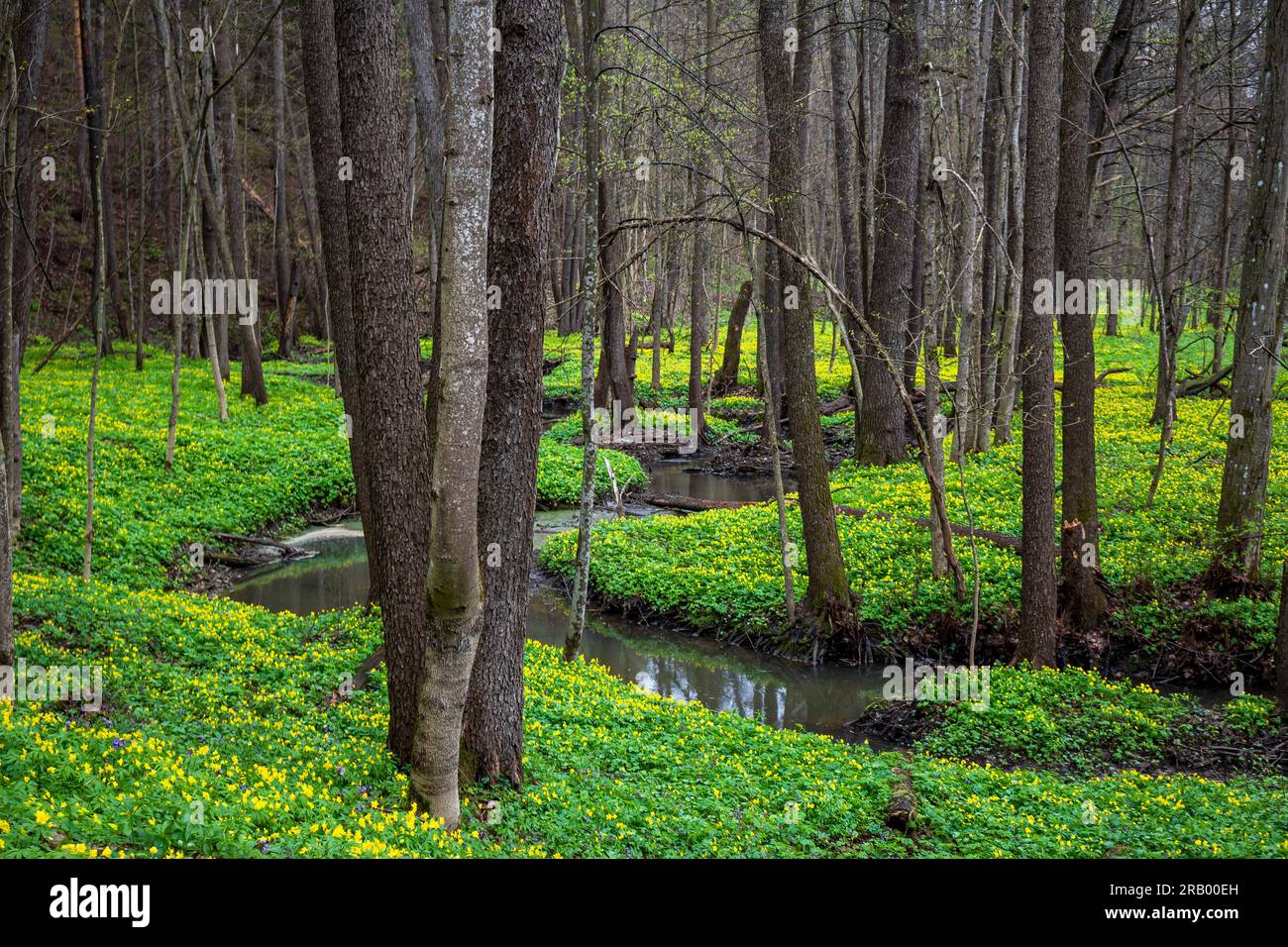 The banks of a forest stream covered with yellow flowers of an yellow anemone Anemonoides ranunculoides plant Stock Photo