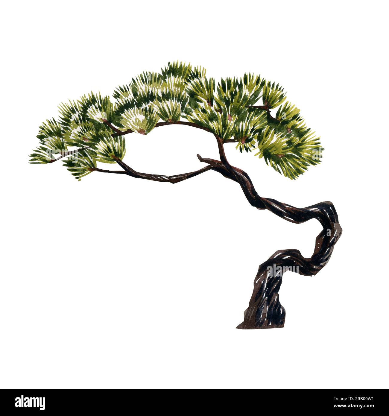 Bonsai tree green needles isolated on white background. Watercolor hand