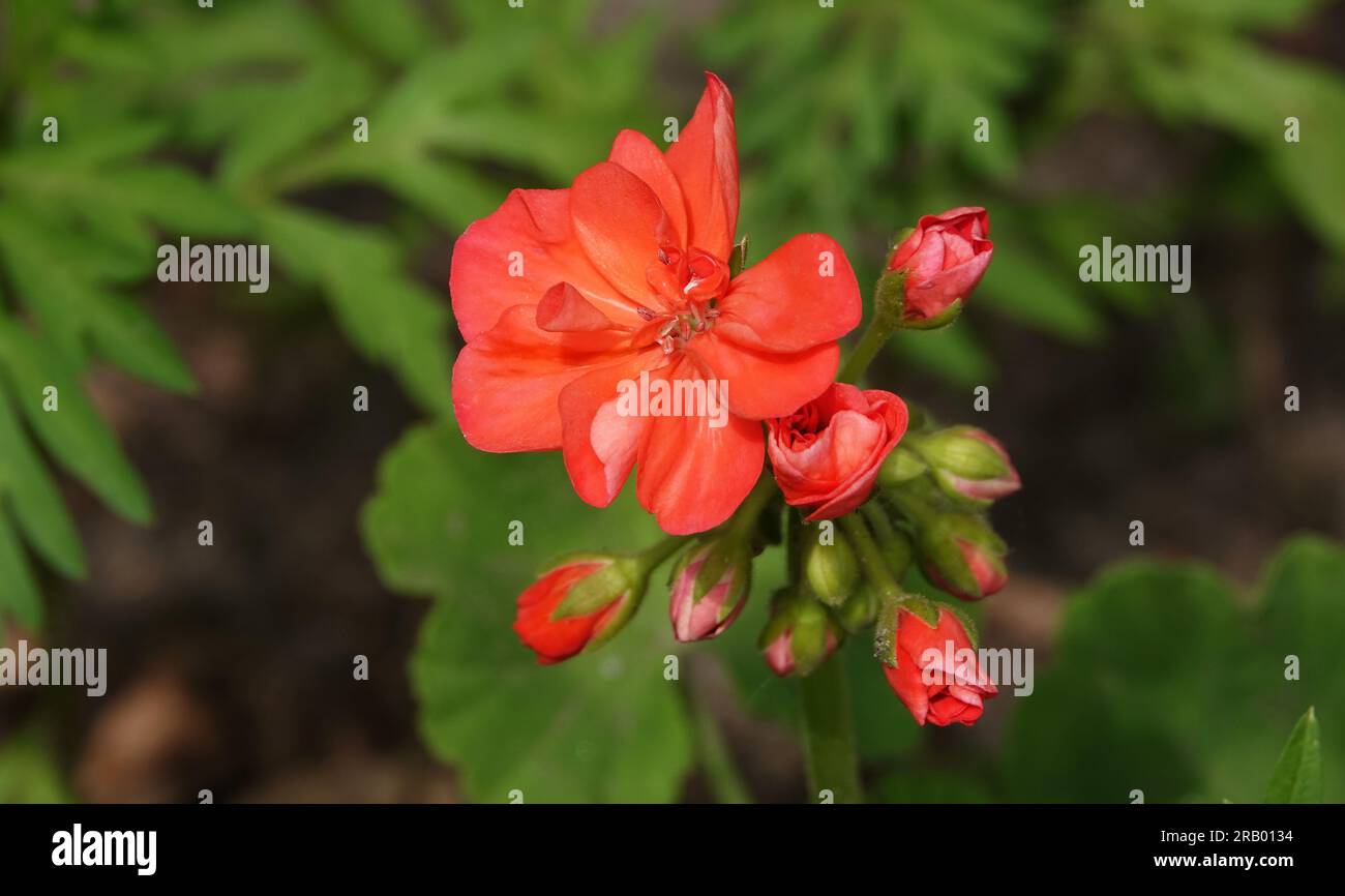 Ivy Pelargonium flower is a herbaceous perennial plant of the Geraniaceae family. Stock Photo