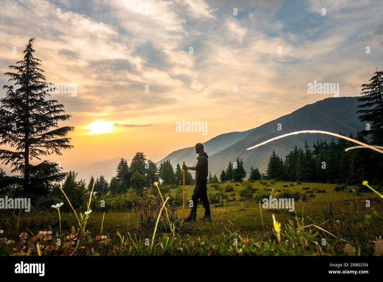 June 28th, 2023, Nagthat, Uttarakhand, India: Trekker with stick in meadow at sunset, embraced by mountain ridge and pine trees. Himalayas, Uttarakhan Stock Photo