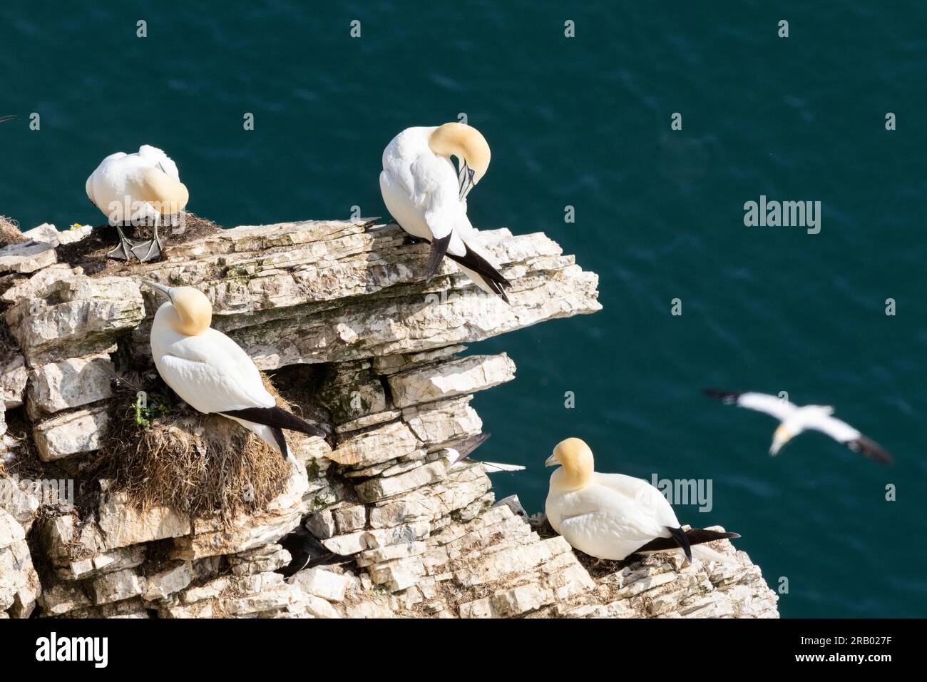Gannets preen on their nest ledges on the precipitous chalk cliffs at ...